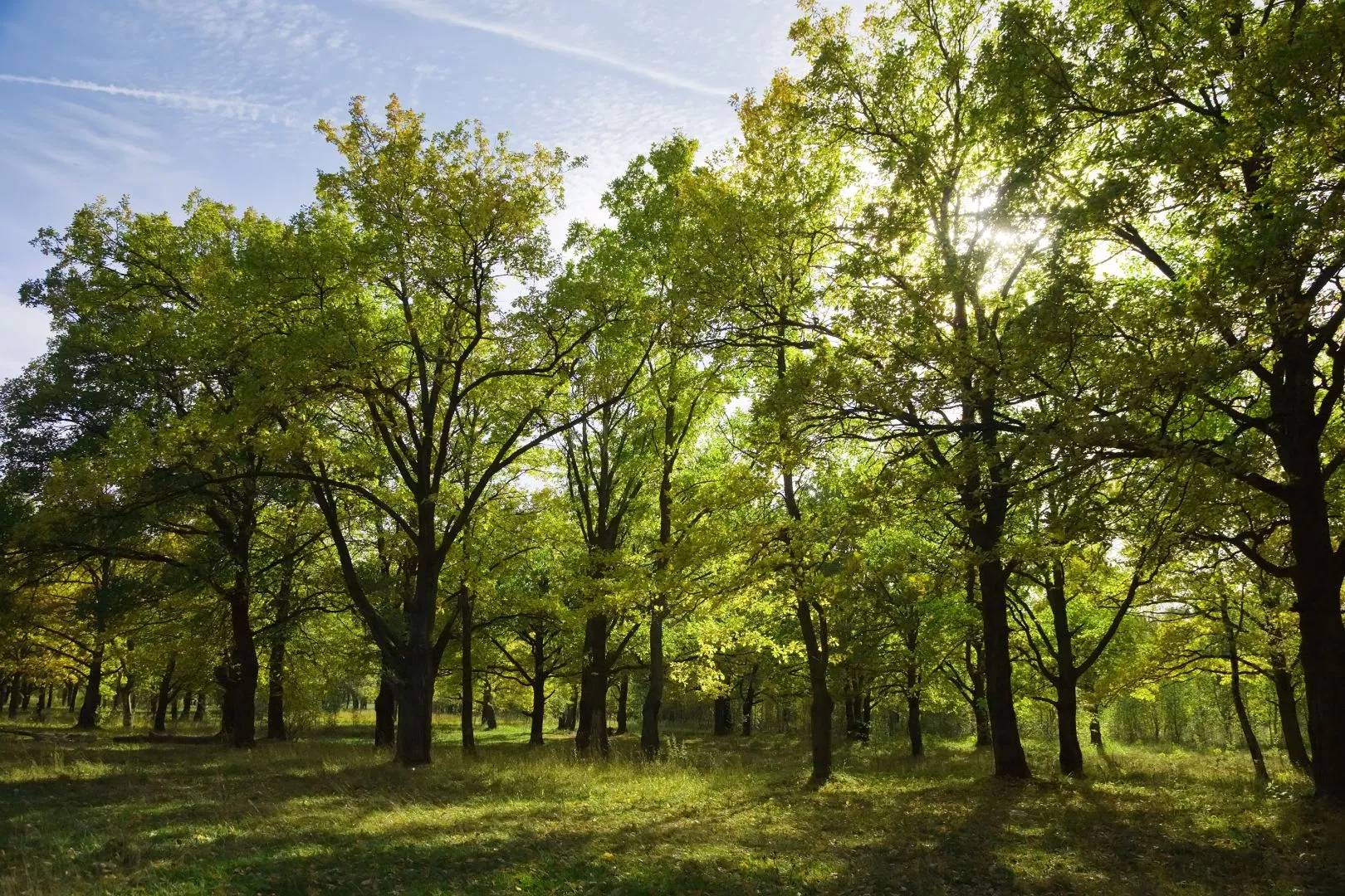 Are Automated Capping Machines Good for the Environment